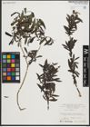 Foto von Salix purpurea L.